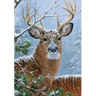 Winter Whitetail