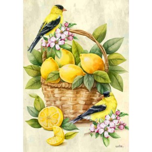 Citrons et Chardonerets