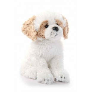 Havanesse Bichon Frise 12