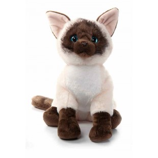 Siamese Cat 12