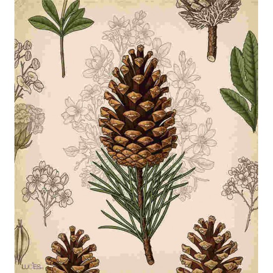 Pommes de pin  Lavette suédoise