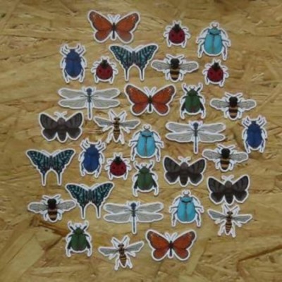 Jui2020D-24 Insectes
