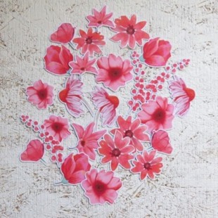 14FEV25D- Fleurs magenta