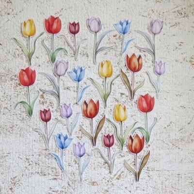 16JUI25D- Tulipes