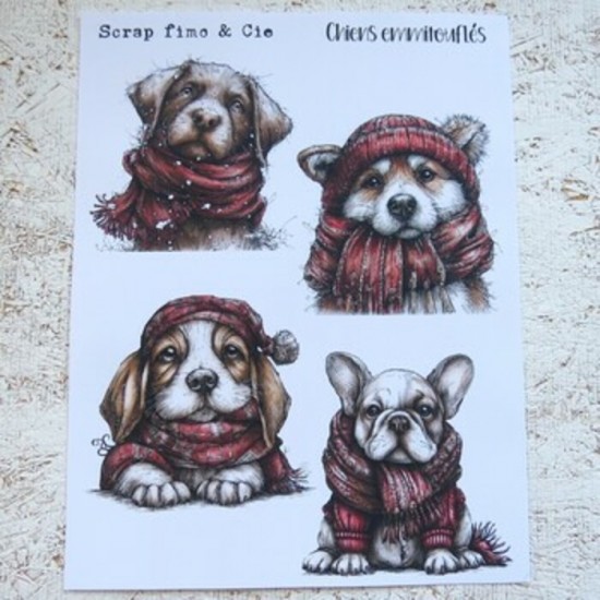 06JAN26PD- Chiens emmitouflés
