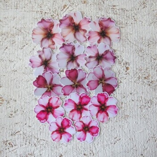 16FEV26D- Fleurs roses