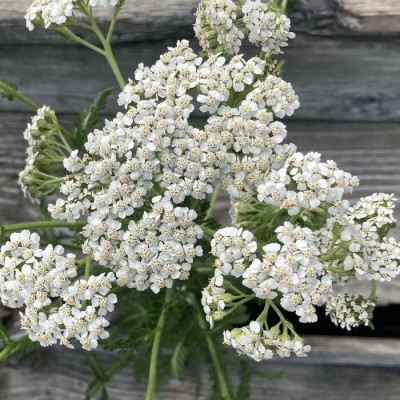 Achillée millefeuille