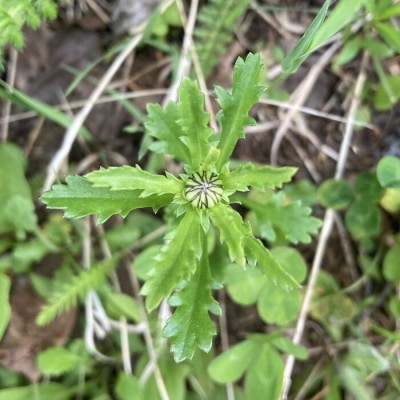 Boutons de marguerite