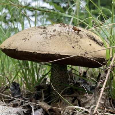 Mélange de bolets