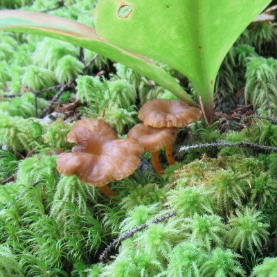 Chanterelle en tube