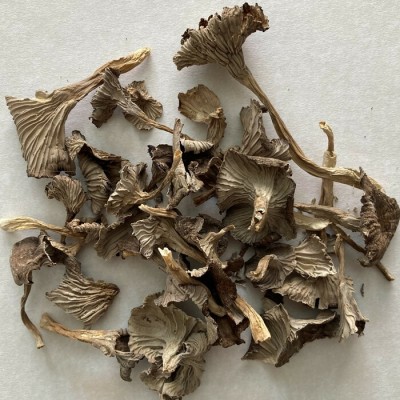 Chanterelle en tube