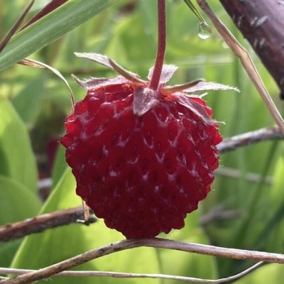Confiture de petites fraises
