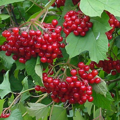 Gelée de pimbina