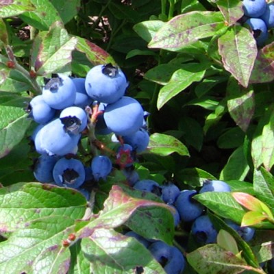 Bleuets en compote