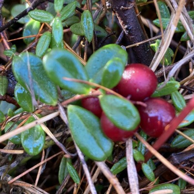 Airelles en compote
