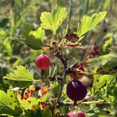 Groseilles en compote
