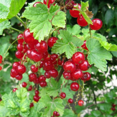 Gadelles en compote