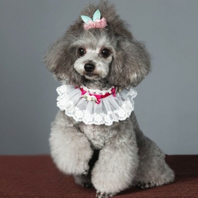 Collier de dentelle de fantaisie pour chiens et...