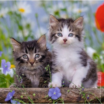 Ravensburger - Casse-tête Chatons tigrés 3 x 49 pièces