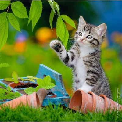 Ravensburger - Casse-tête Chatons tigrés 3 x 49 pièces