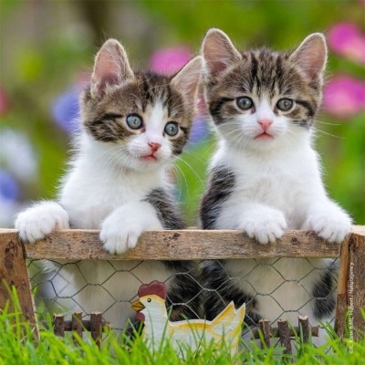 Ravensburger - Casse-tête Chatons tigrés 3 x 49 pièces