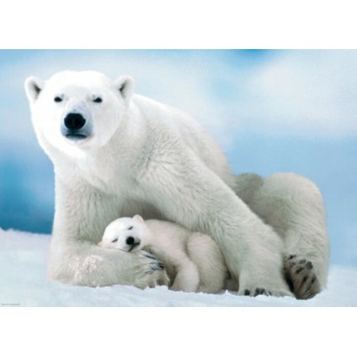 Eurographics - Casse-tête Ours polaire et son ourson 1000 pièces