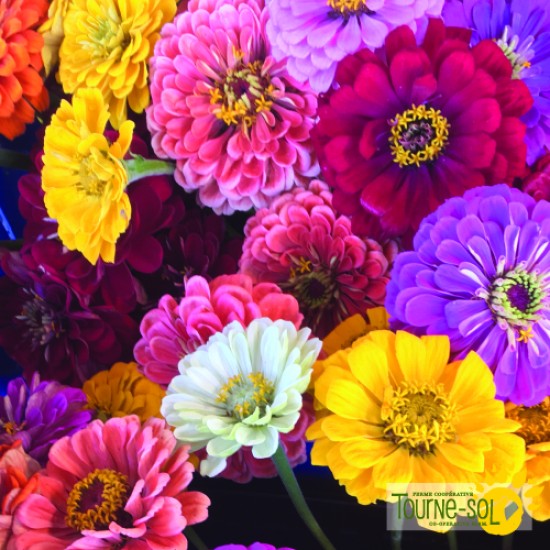 Zinnias Mélangés