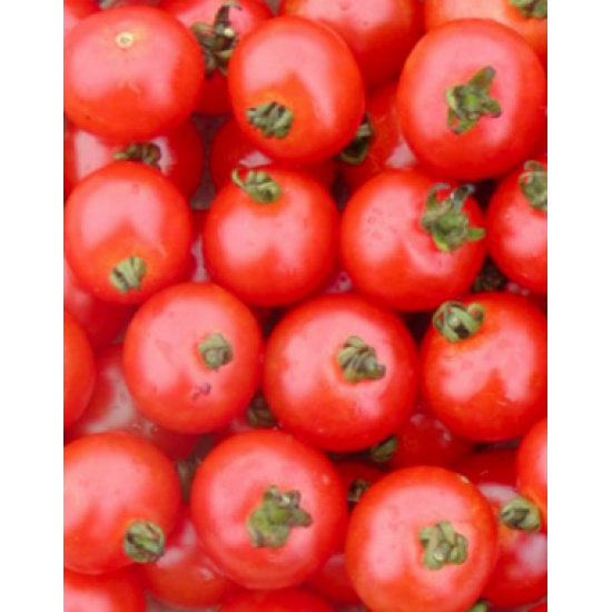 Tomate Sub-Arctic - Bio