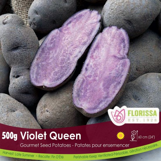 Patates pour ensemencer "Violet Queen" 500g