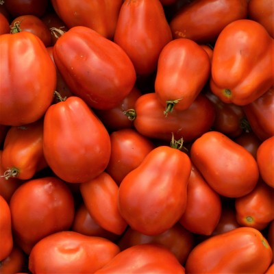 Tomate italienne Roma