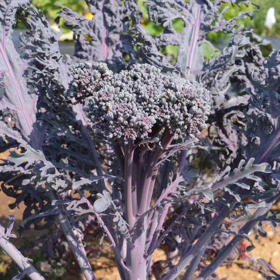 Brocoli Purple Peacock