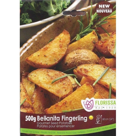 Patates pour ensemencer "Bellanita Fingerling" 500 g