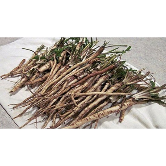 Pissenlit racines (Taraxacum officinalis) BIO -...