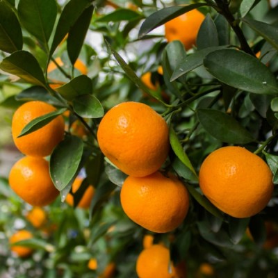Mandarine rouge zeste (Citrus reticulata) HE