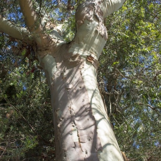Eucalyptus citronné (Eucalyptus citriodora)