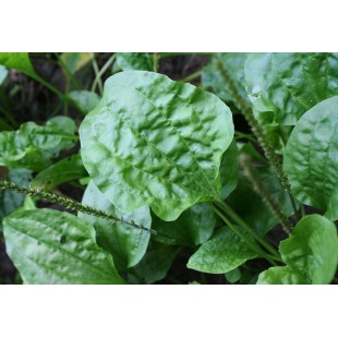 Le Plantain