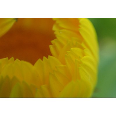 Le Calendula