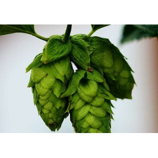 Le Houblon