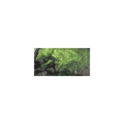 Finnabair - Peinture acrylique «Avocado Green» 1oz