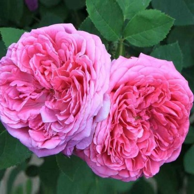 Eau florale de rose de Damas (Rosa damascena)