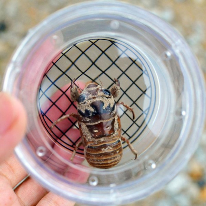 iplusmile Boîte de visionneuse d'insectes – Boîte Loupe à Insecte Cage  d'observation de coléoptères - Nature Attrape Insectes Outil éducatif