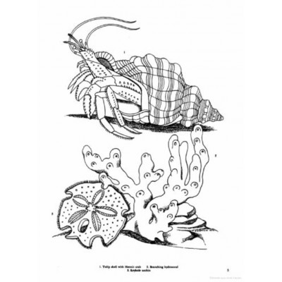 Livre à Colorier : Seashore Life