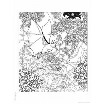 Livre à Colorier : Creative Haven - Animaux de l'Amazonie