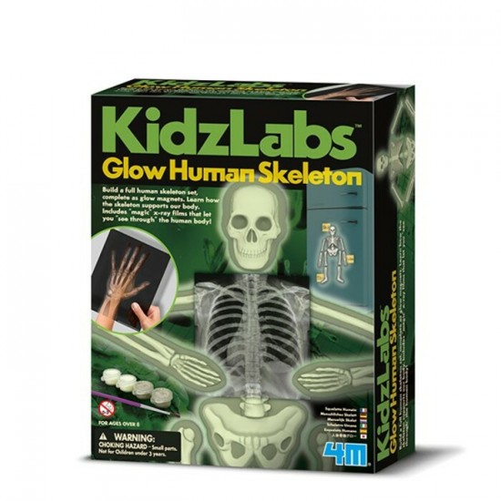 Kidzlab : Squelette Humain Luminescent