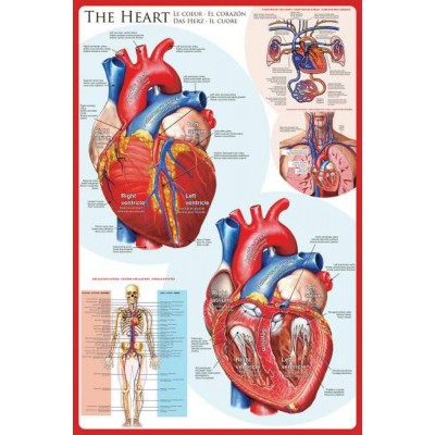 Affiche : Le Coeur