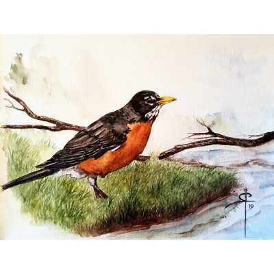 Turdus migratorius