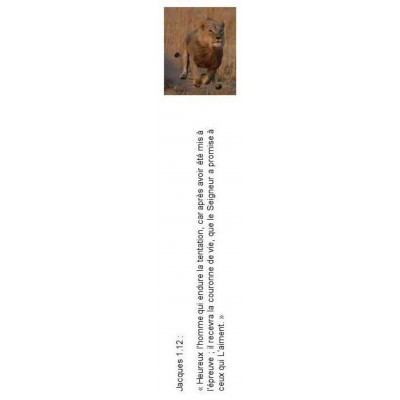 Signet 062