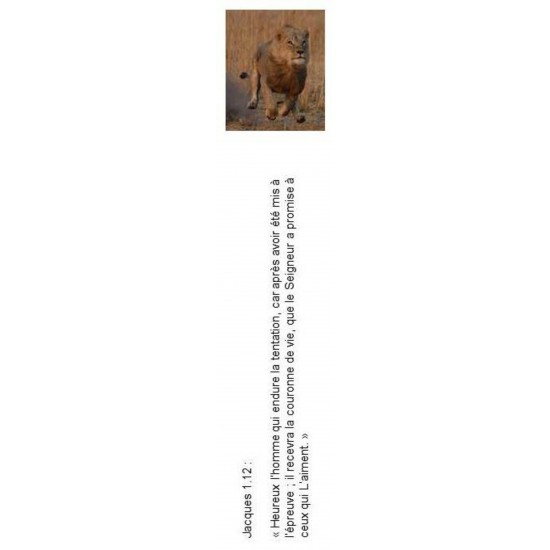 Signet 062