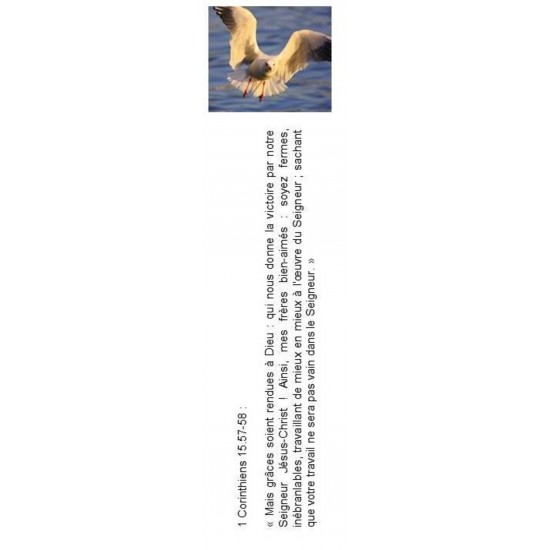 Signet 076