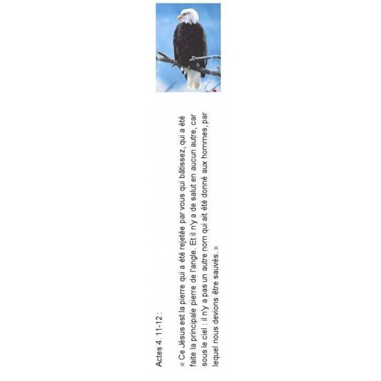 Signet 082